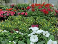 Blumenverkauf im Gewächshaus 4