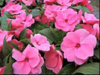 Impatiens neuguinea 6