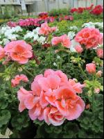 Blumenverkauf im Gewächshaus 3