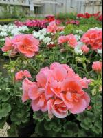 Blumenverkauf im Gewächshaus 2