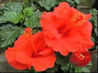 Hibiskus 4