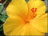 Hibiskus 3