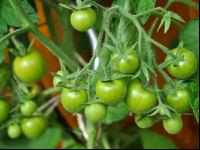 Tomaten unreif 1