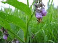 Wildbienen
