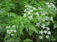Wiesenkerbel 1