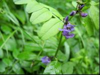Vicia sepium 3
