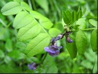 Vicia sepium 1