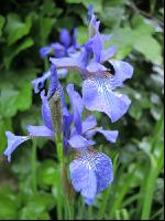 Iris 3