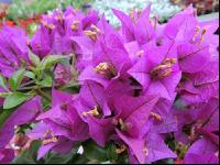 Bougainvillea 2