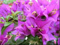 Bougainvillea 1