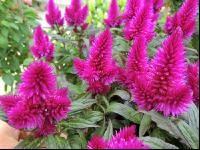 Celosia 1