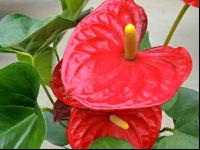 Flamingoblume 2