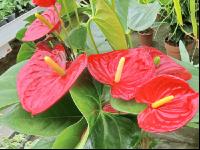 Flamingoblume 1