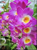 Dendrobium 3