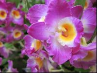 Dendrobium 2