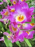 Dendrobium 1