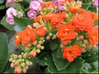 Kalanchoen 3