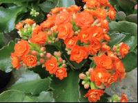 Kalanchoen 2