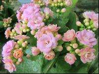 Kalanchoen 1