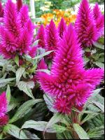 Celosia 2