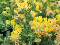 Kidney-vetch 2
