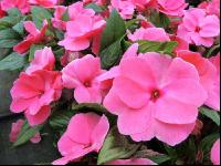Impatiens neuguinea 7