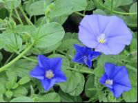 Blaue Trichterwinde