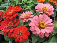 Zinnia 15