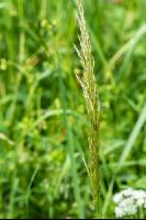 Goldhafer 1