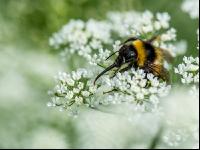 Hummel auf Geißfuß 2