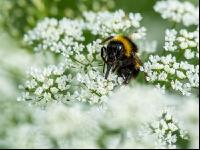 Hummel auf Geißfuß 1