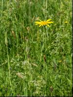 Wiesenbocksbart 1