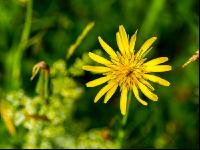 Wiesenbocksbart 2
