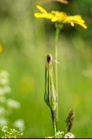 Wiesenbocksbart 3