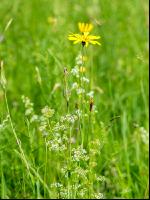 Wiesenbocksbart 4