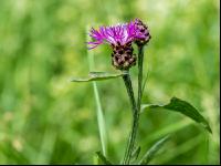Wiesenflockenblume 1
