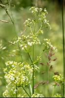 Wiesenlabkraut 3