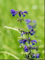 Wiesensalbei 1