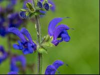 Wiesensalbei 2