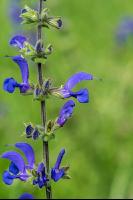 Wiesensalbei 3