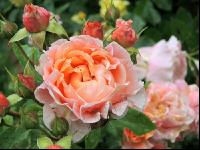 Rose 23