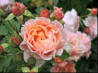 Rose 22