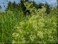 Wiesenlabkraut 1