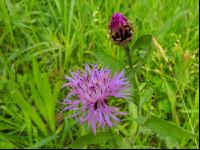 Wiesenflockenblume 2