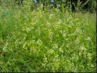 Wiesenlabkraut 2
