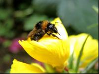 Dunkle Erdhummel 2
