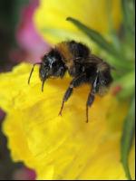 Dunkle Erdhummel 3
