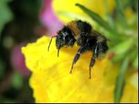 Dunkle Erdhummel 4
