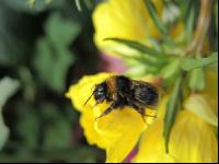 Dunkle Erdhummel 1