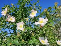 Heckenrose 1
